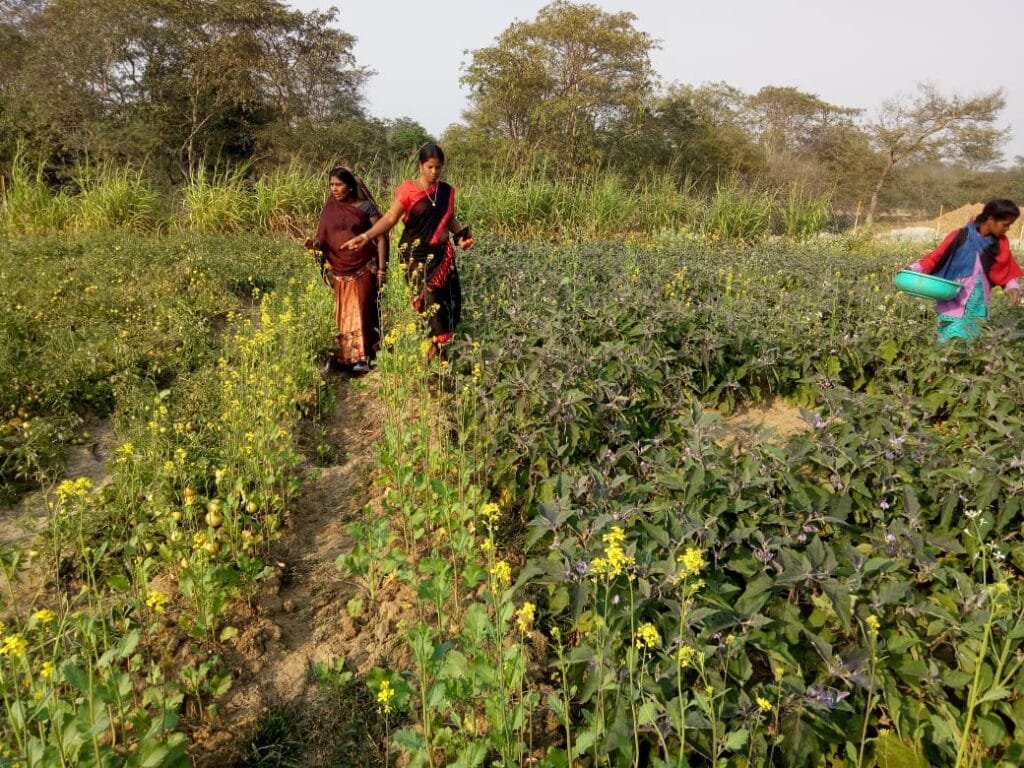 आजीविका गतिविधियों से जुड़कर समूह की महिलाओं ने बुन रही है सफलता का ताना-बाना आजीविका गतिविधियों से जुड़कर समूह की महिलाओं ने बुन रही है सफलता का ताना-बाना kshititech