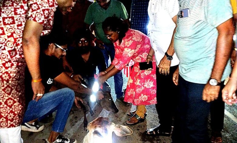 जिले की सड़कों में आवारा पशुओं से होने वाली दुर्घटनाओं से निजात दिलाने लगातार किया जा रहा कार्य जिले की सड़कों में आवारा पशुओं से होने वाली दुर्घटनाओं से निजात दिलाने लगातार किया जा रहा कार्य kshititech