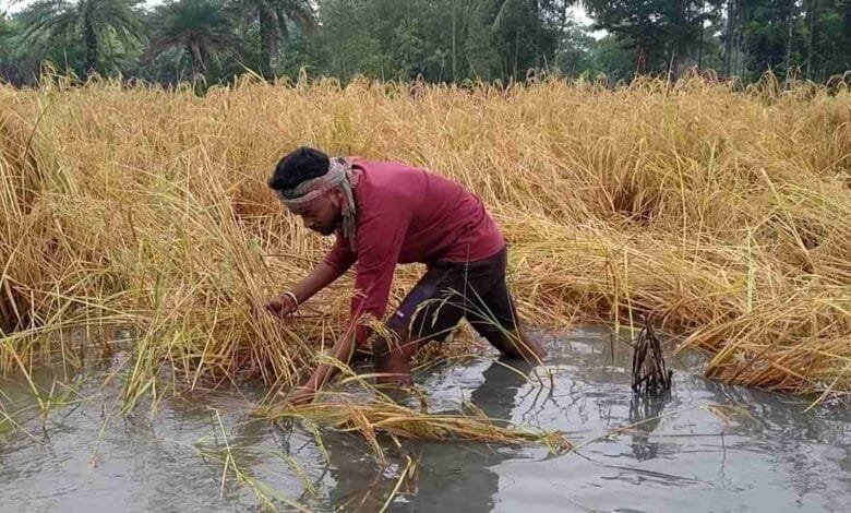 बेमौसम बारिश ने किसानों की बढ़ाई चिंता बेमौसम बारिश ने किसानों की बढ़ाई चिंता kshititech