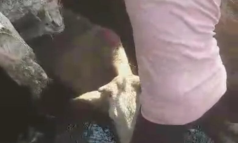 गौ सेवा समिति ने किया गौ माता का कुशलतापूर्वक रेस्क्यू गौ सेवा समिति ने किया गौ माता का कुशलतापूर्वक रेस्क्यू kshititech