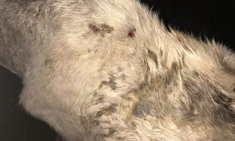 गौवंश से दुर्घटना हो जाने पर उसे छोड़कर ना जाएं गौ सेवा समिति सक्ती ने करी अपील गौवंश से दुर्घटना हो जाने पर उसे छोड़कर ना जाएं गौ सेवा समिति सक्ती ने करी अपील kshititech