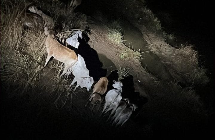 पुल के नीचे फंसे गौवंश का गौ सेवा समिति के सक्ती ने रेस्क्यू कर सुरक्षित बाहर निकाला पुल के नीचे फंसे गौवंश का गौ सेवा समिति के सक्ती ने रेस्क्यू कर सुरक्षित बाहर निकाला kshititech