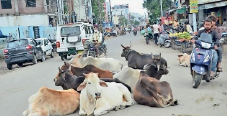 सडक़ों पर मवेशियों का डेरा, यातायात हो रहा बाधित, गौवंश हो रहे दुर्घटना का शिकार, आखिर कौन है जिम्मेदार? सडक़ों पर मवेशियों का डेरा, यातायात हो रहा बाधित, गौवंश हो रहे दुर्घटना का शिकार, आखिर कौन है जिम्मेदार? kshititech