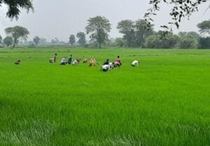 खेतों में लह -लहा रही है धान की फसल.. किसान अपने – अपने खेतों पर लगातार निगरानी कर फसल का निरीक्षण कर रहे है खेतों में लह -लहा रही है धान की फसल.. किसान अपने – अपने खेतों पर लगातार निगरानी कर फसल का निरीक्षण कर रहे है kshititech
