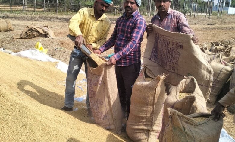 सक्ती जिले में अब तक 89305 क्विंटल धान की हुई खरीदी सक्ती जिले में अब तक 89305 क्विंटल धान की हुई खरीदी kshititech