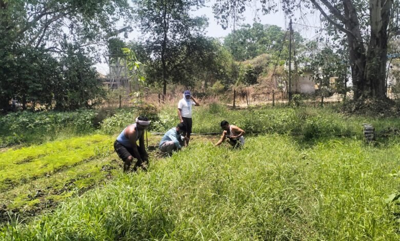 वन विभाग की मनमानी उजागर: डूमरपारा नर्सरी में लक्ष्य के मुकाबले महज दिखावा, कागजों पर ही 'हरियाली वन विभाग की मनमानी उजागर: डूमरपारा नर्सरी में लक्ष्य के मुकाबले महज दिखावा, कागजों पर ही 'हरियाली kshititech