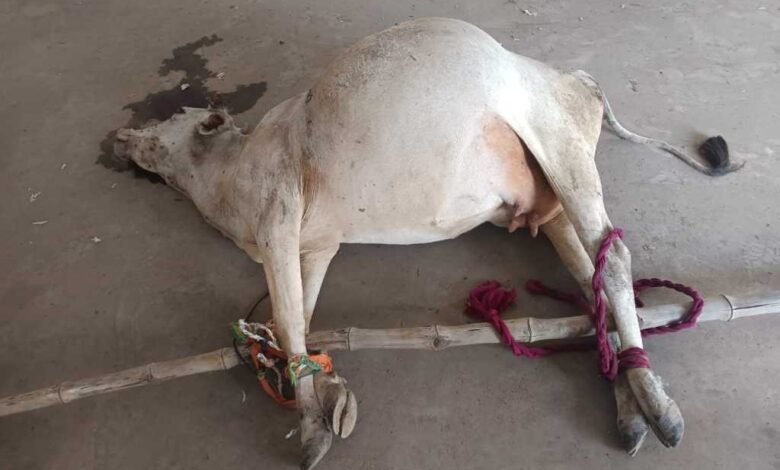 गाय ने दूध नहीं दिया तो कर दी पीट-पीट कर हत्या क्रूरता की सारी हदें पार गाय ने दूध नहीं दिया तो कर दी पीट-पीट कर हत्या क्रूरता की सारी हदें पार kshititech