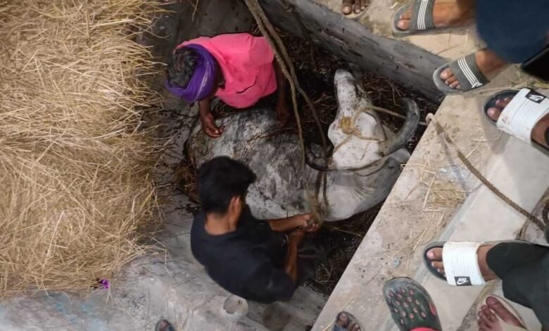 गड्ढे में गिरे गौवंश को गौ सेवा समिति ने जेसीबी की मदद से सुरक्षित बाहर निकाला गड्ढे में गिरे गौवंश को गौ सेवा समिति ने जेसीबी की मदद से सुरक्षित बाहर निकाला kshititech