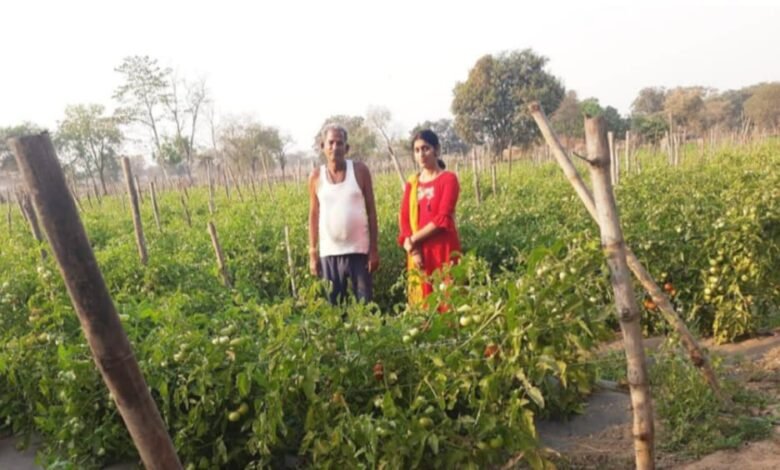 किसान सोमप्रसाद पटेल को उद्यानिकी फसल से मिल रहा आर्थिक लाभ किसान सोमप्रसाद पटेल को उद्यानिकी फसल से मिल रहा आर्थिक लाभ kshititech