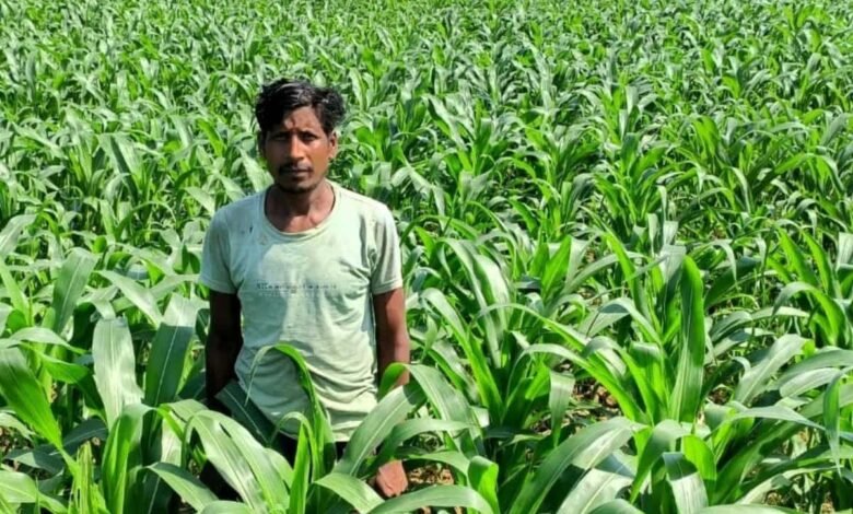 धान के बदले मक्का की खेती से किसान ने कमाया दुगुना मुनाफा धान के बदले मक्का की खेती से किसान ने कमाया दुगुना मुनाफा kshititech