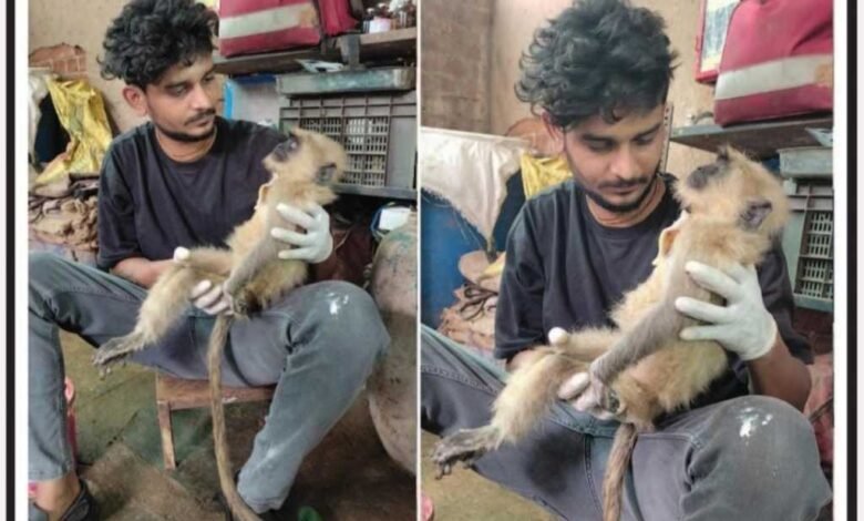 जिले के ग्राम चरोदा में करंट की चपेट में आया लंगूर, उपचार के दौरान तोड़ा दम जिले के ग्राम चरोदा में करंट की चपेट में आया लंगूर, उपचार के दौरान तोड़ा दम kshititech