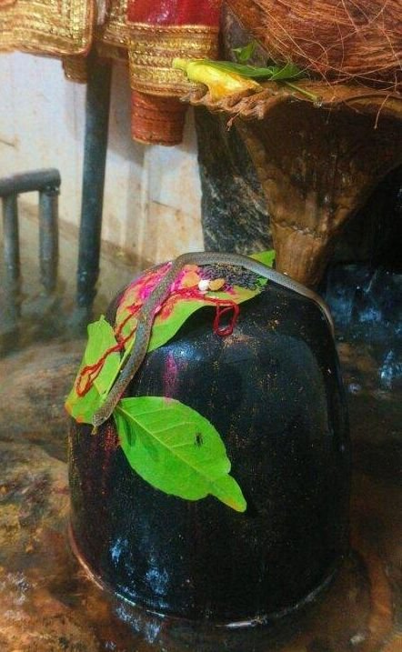 तुर्रीधाम के मंदिर में संध्या कालीन आरती के दौरान शिवलिंग में बैठे रहे नाग देवता तुर्रीधाम के मंदिर में संध्या कालीन आरती के दौरान शिवलिंग में बैठे रहे नाग देवता kshititech