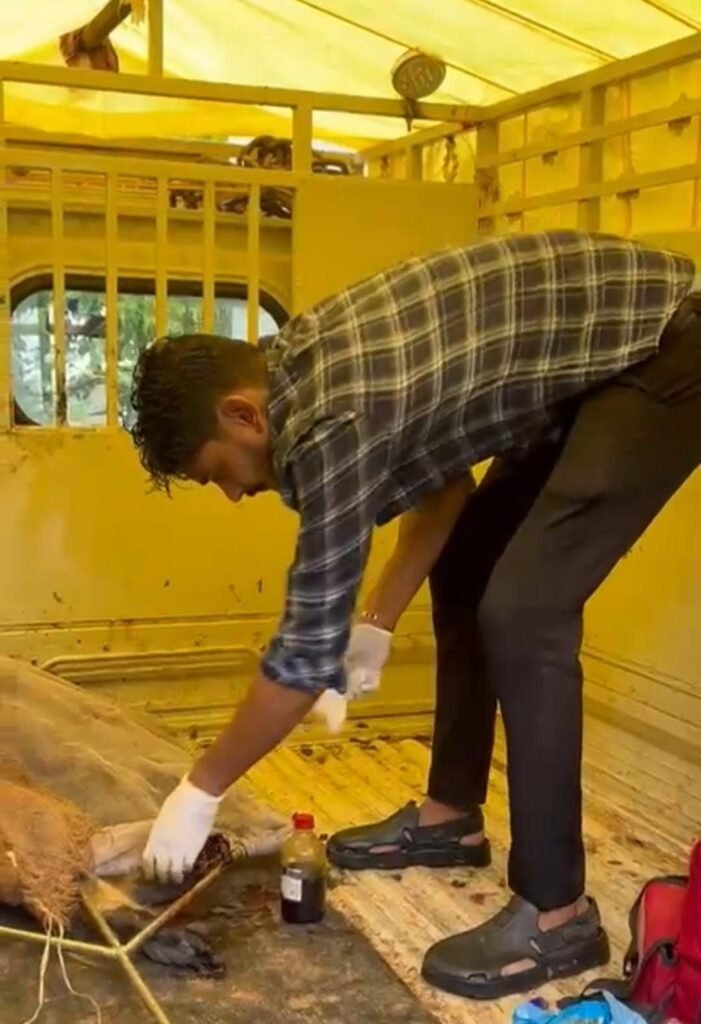 ट्रेन से घायल हनुमान लंगूर का सफल रेस्क्यू, गौ सेवा समिति और वन विभाग की संयुक्त पहल ट्रेन से घायल हनुमान लंगूर का सफल रेस्क्यू, गौ सेवा समिति और वन विभाग की संयुक्त पहल kshititech
