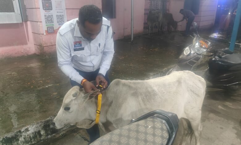 सड़क दुर्घटनाओं की रोकथाम हेतु सक्ती पुलिस व गौसेवा समिति की सराहनीय पहल सड़क दुर्घटनाओं की रोकथाम हेतु सक्ती पुलिस व गौसेवा समिति की सराहनीय पहल kshititech